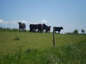 Gårdsbutik, Tolånga 17 Black Angus