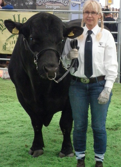 Angus-Tjur-Milamassan-2011 Angustjur 2:a SM i Showmanship