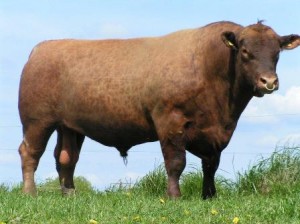 Red Angus, Red Ilo av Davidstorp