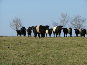 Belted Galloway på bete