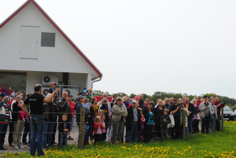 Kosläpp 2011, Tolånga 17